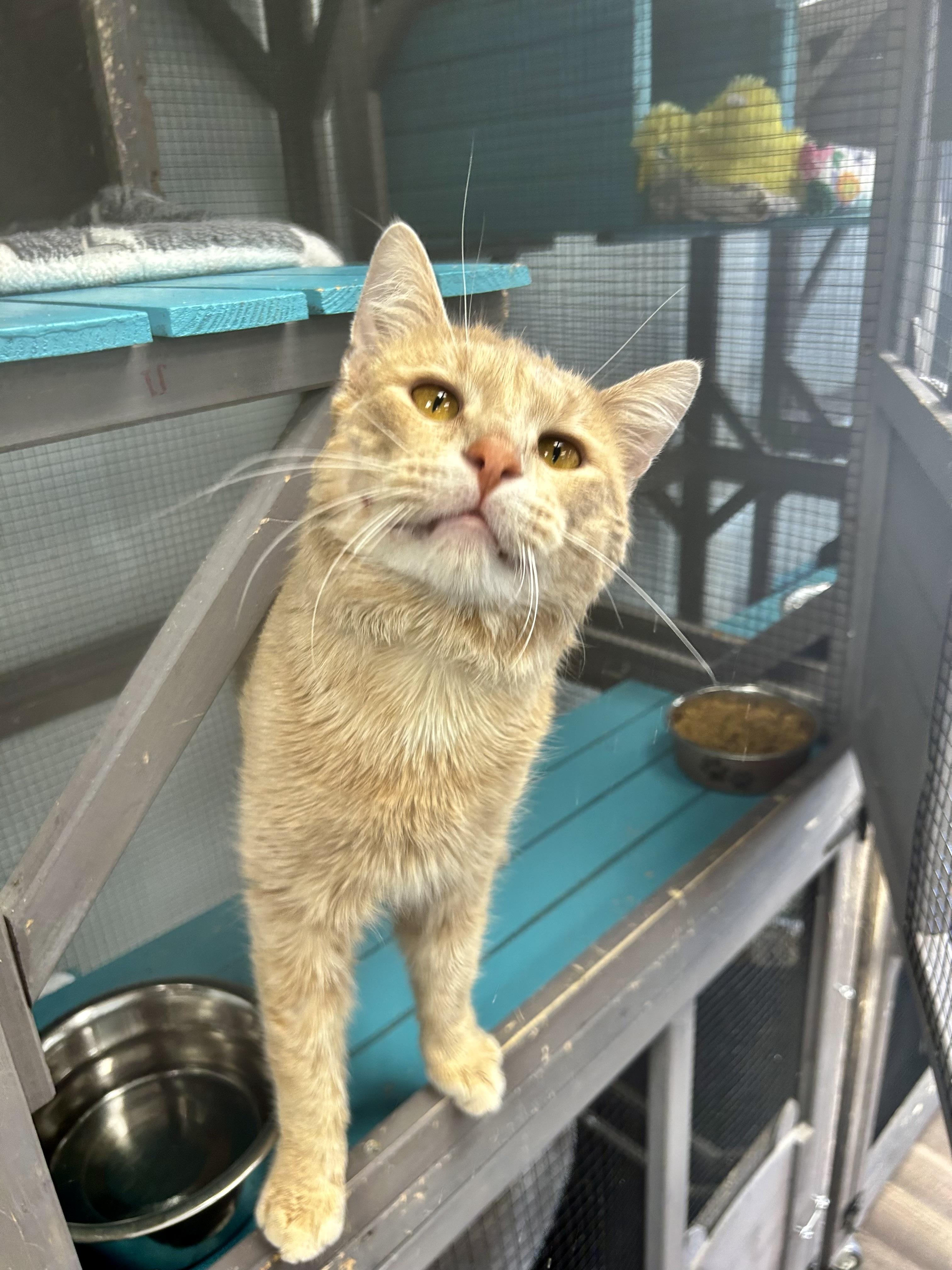 Enlarge Tristan , an adoptable Tabby in Grand Rapids, MI image 5/6