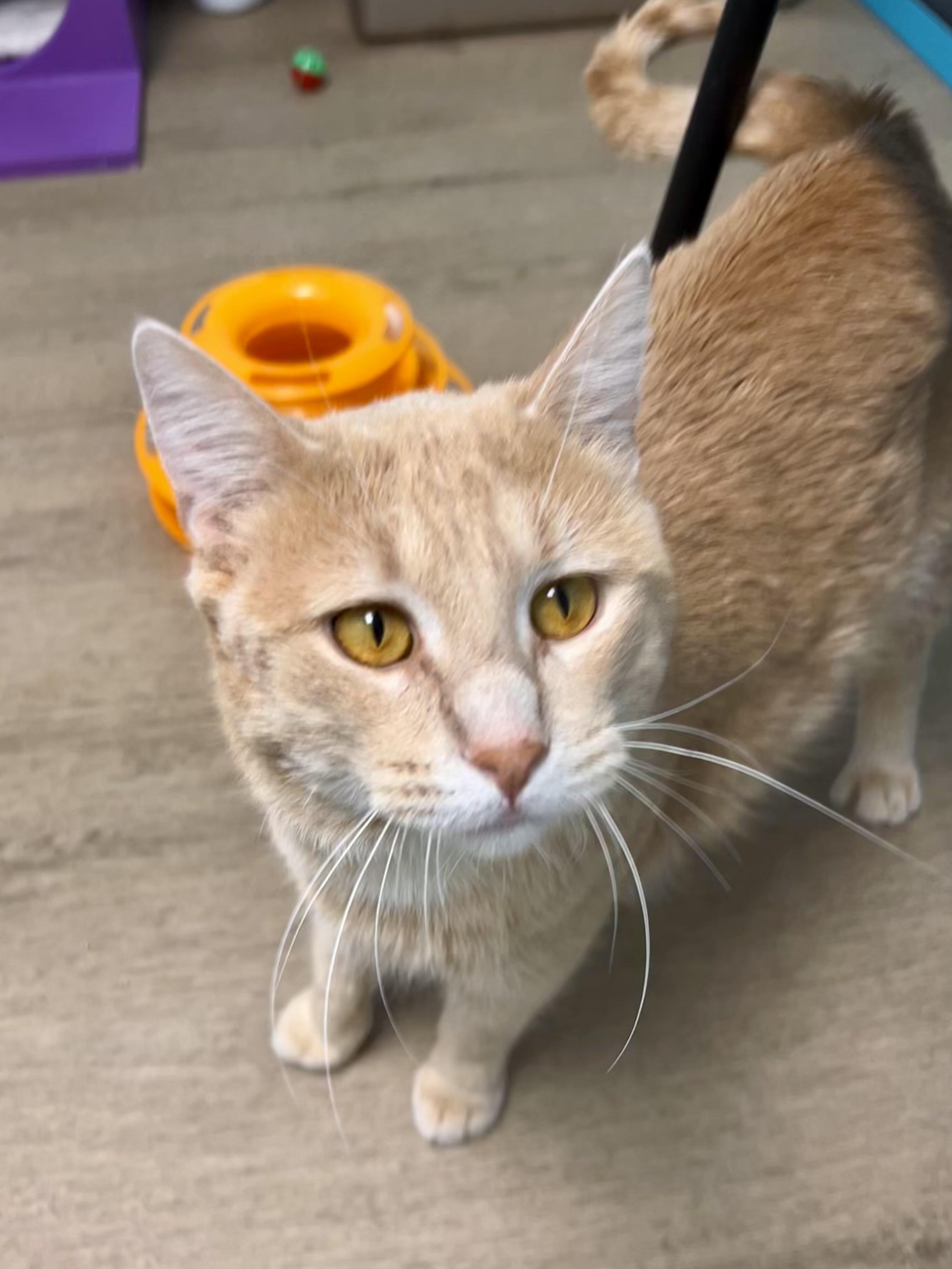 Enlarge Tristan , an adoptable Tabby in Grand Rapids, MI image 4/6