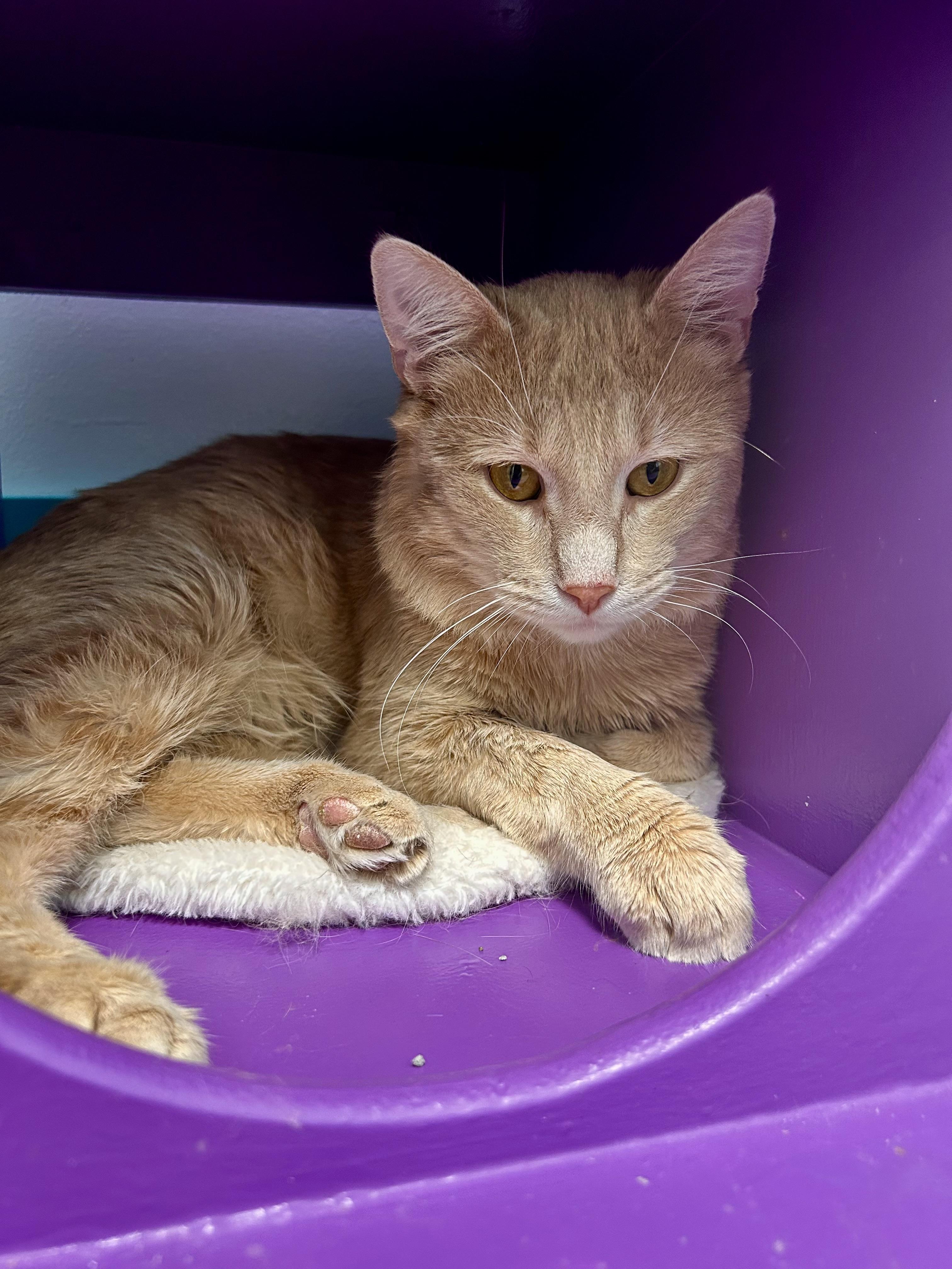 Tristan , adoptable, Adult Male Tabby.