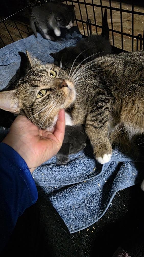 Enlarge Lucy, a Adoptable Domestic Short Hair in Salisbury, NC image 2/6