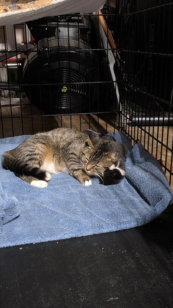 Enlarge Lucy, a Adoptable Domestic Short Hair in Salisbury, NC image 3/6
