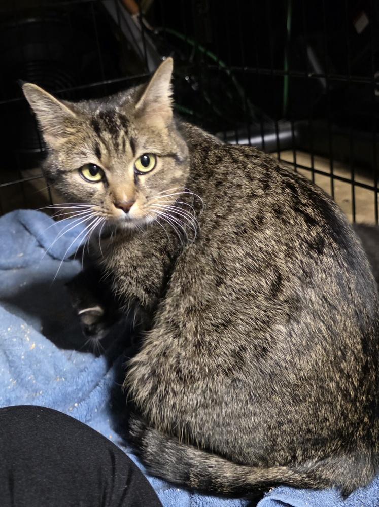 Enlarge Lucy, a Adoptable Domestic Short Hair in Salisbury, NC image 4/6