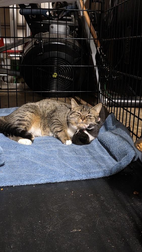 Enlarge Lucy, a Adoptable Domestic Short Hair in Salisbury, NC image 5/6