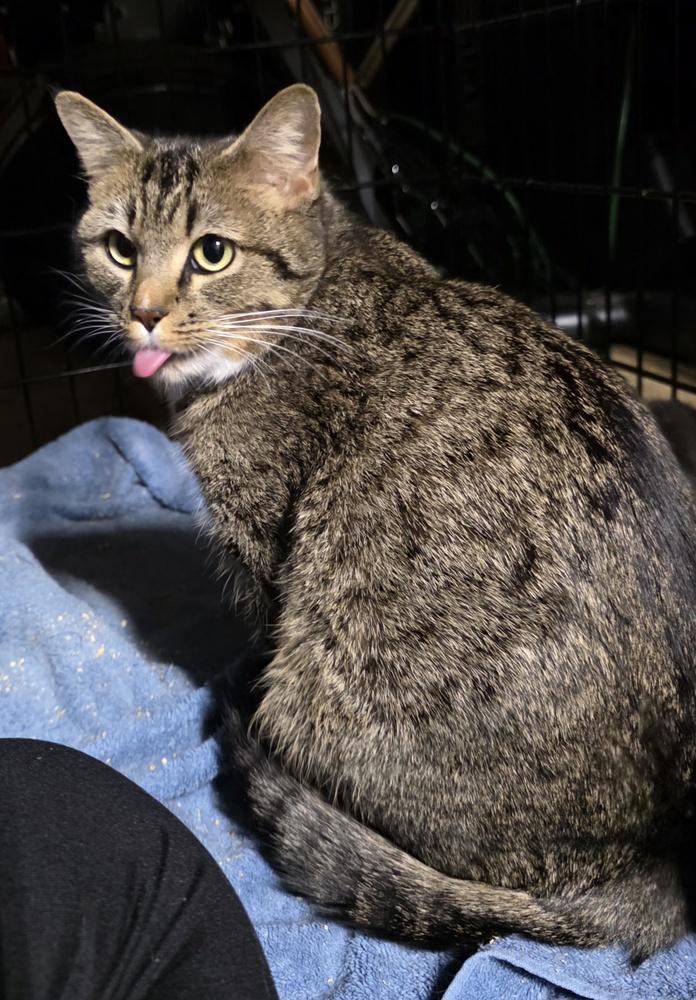 Enlarge Lucy, a Adoptable Domestic Short Hair in Salisbury, NC image 6/6