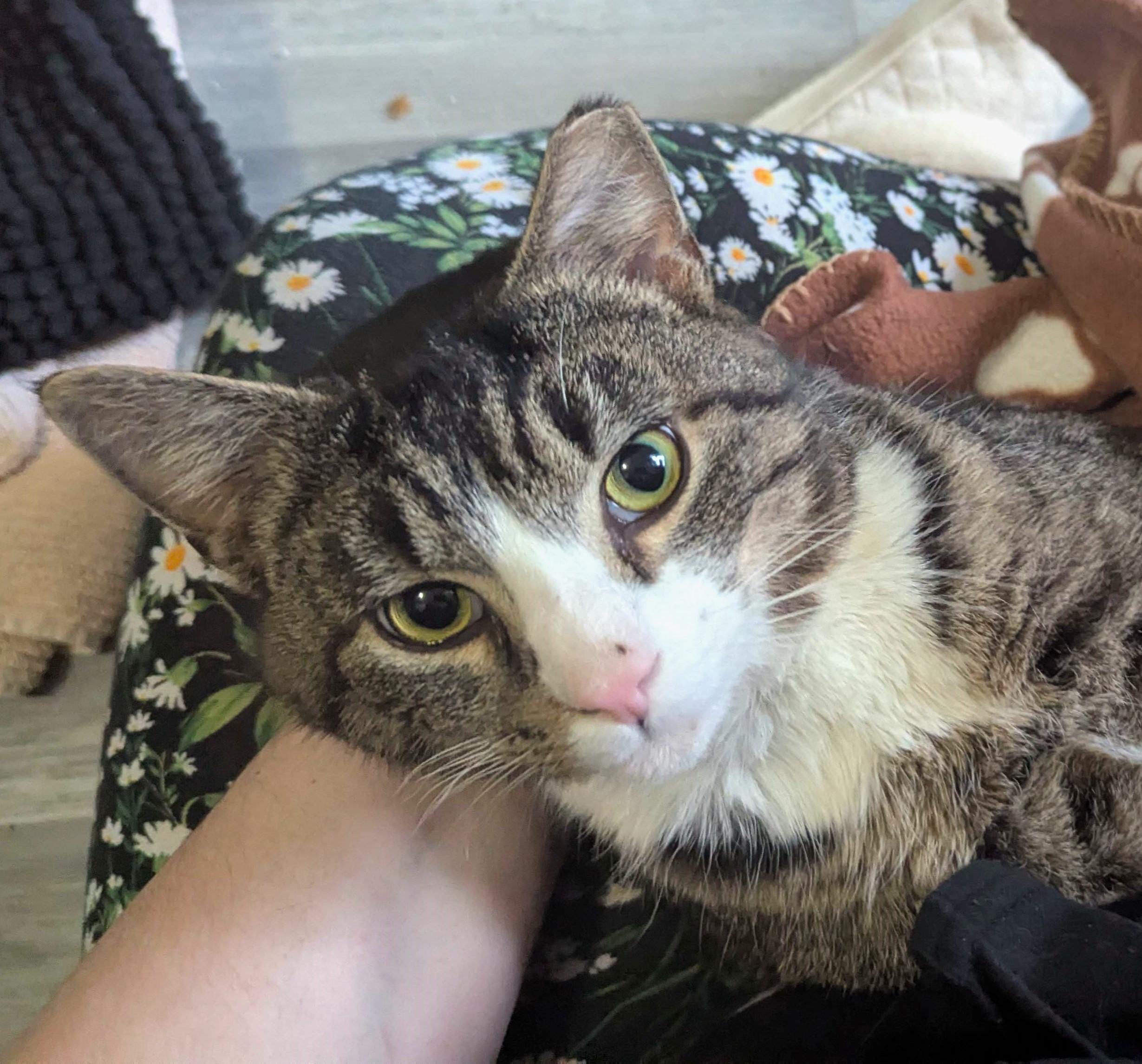 Pringles, Adoptable, Adult Male Domestic Short Hair.