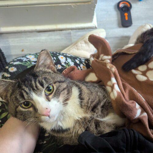 Pringles, a Adoptable Domestic Short Hair in Seven Valleys, PA image 2/2