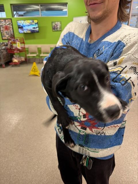 ONYX, Adoptable, Young Male American Staffordshire Terrier & Mixed Breed.