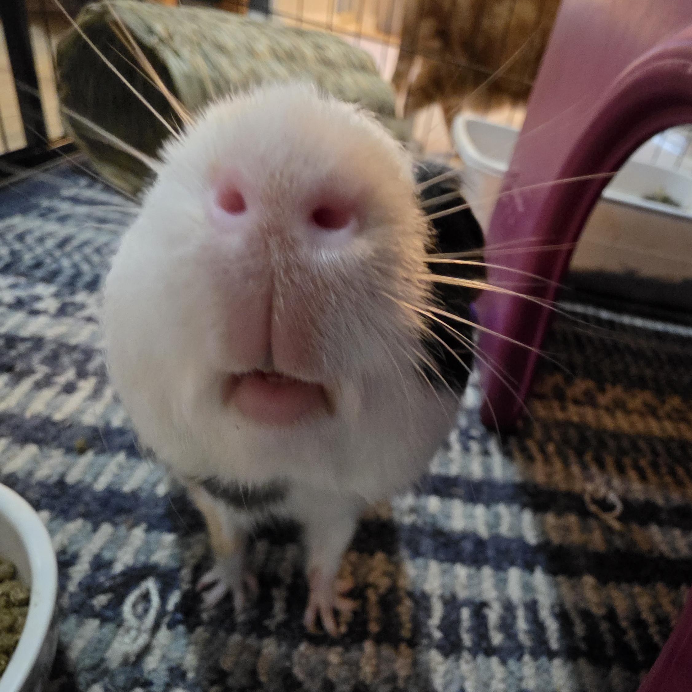 Enlarge Briar - Mr. Squeaks, a Adoptable Guinea Pig in Conway, SC image 3/4