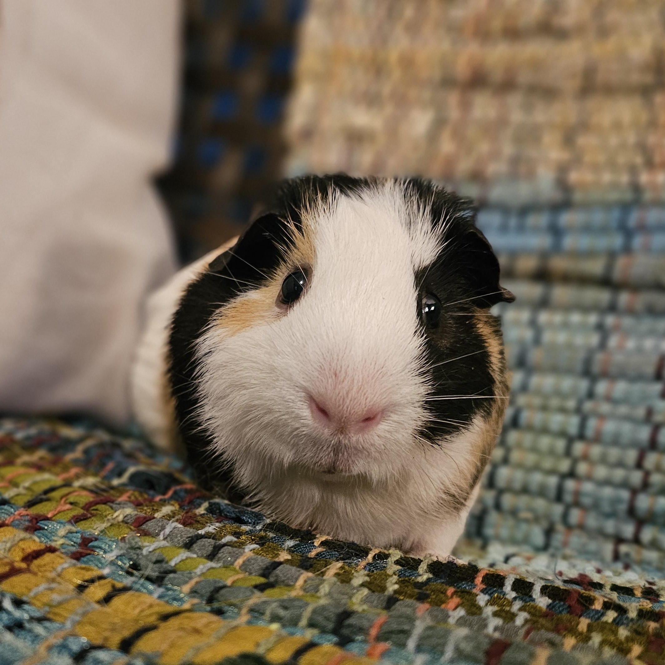 Enlarge Briar - Mr. Squeaks, a Adoptable Guinea Pig in Conway, SC image 1/4