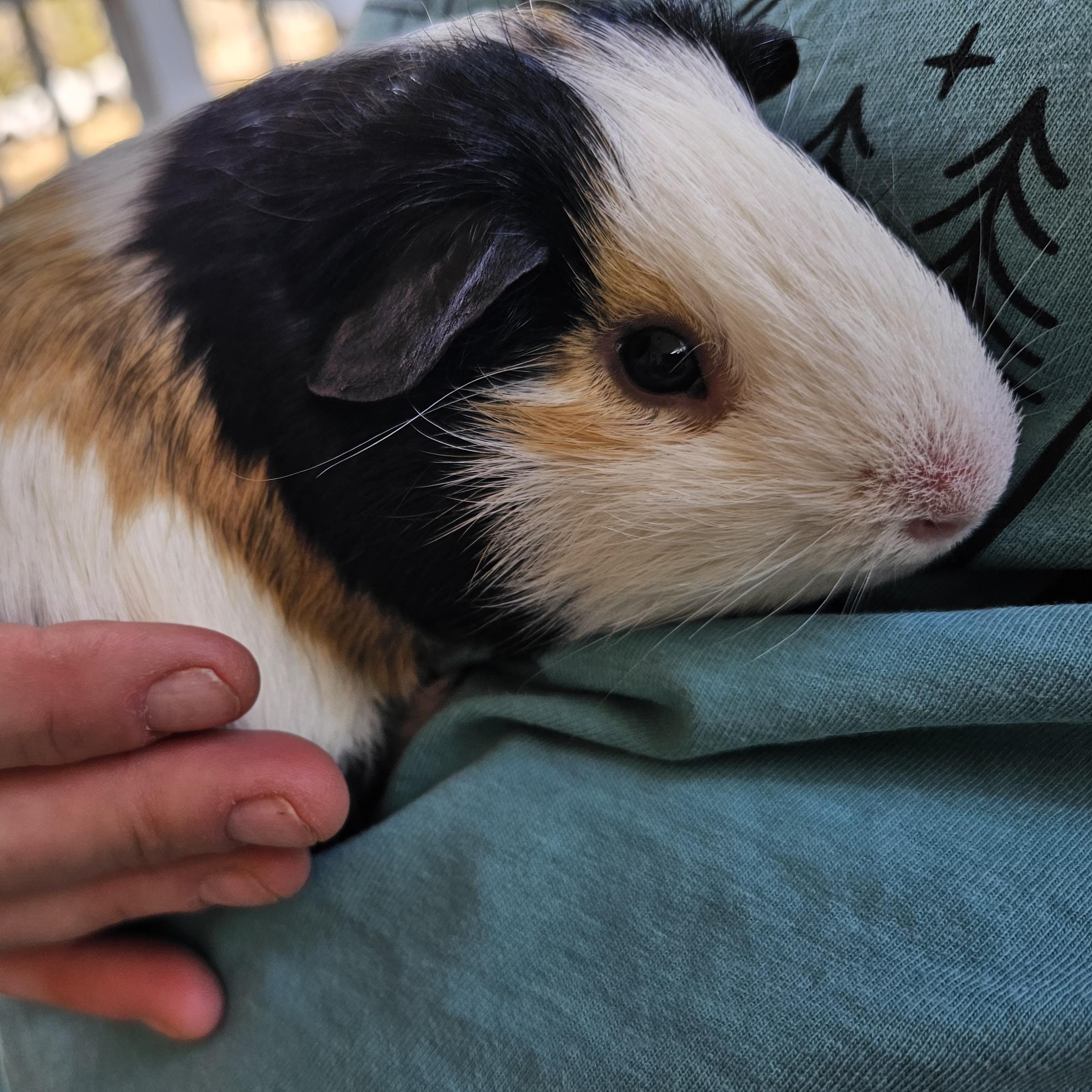 Enlarge Briar - Mr. Squeaks, a Adoptable Guinea Pig in Conway, SC image 4/4