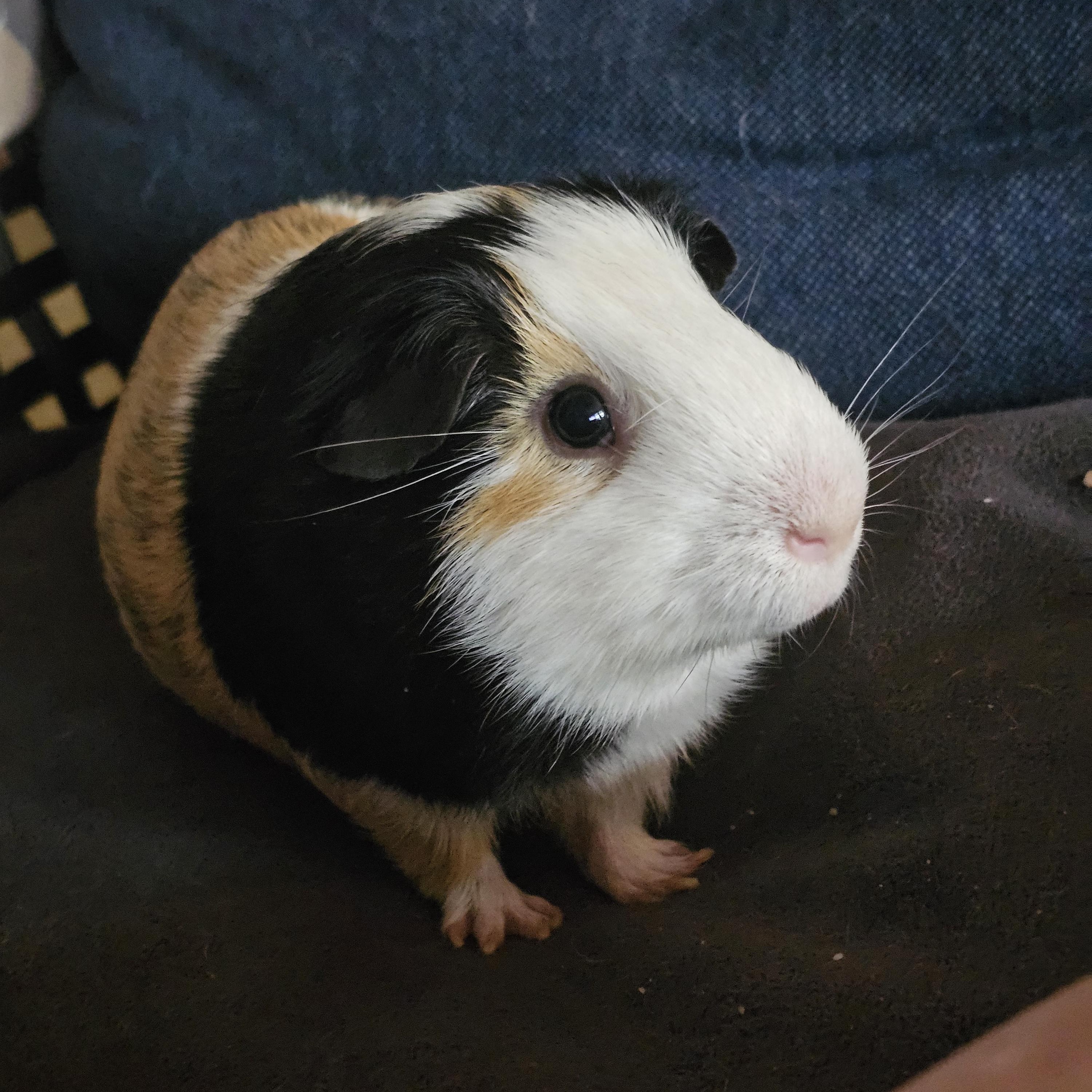 Enlarge Briar - Mr. Squeaks, a Adoptable Guinea Pig in Conway, SC image 2/4