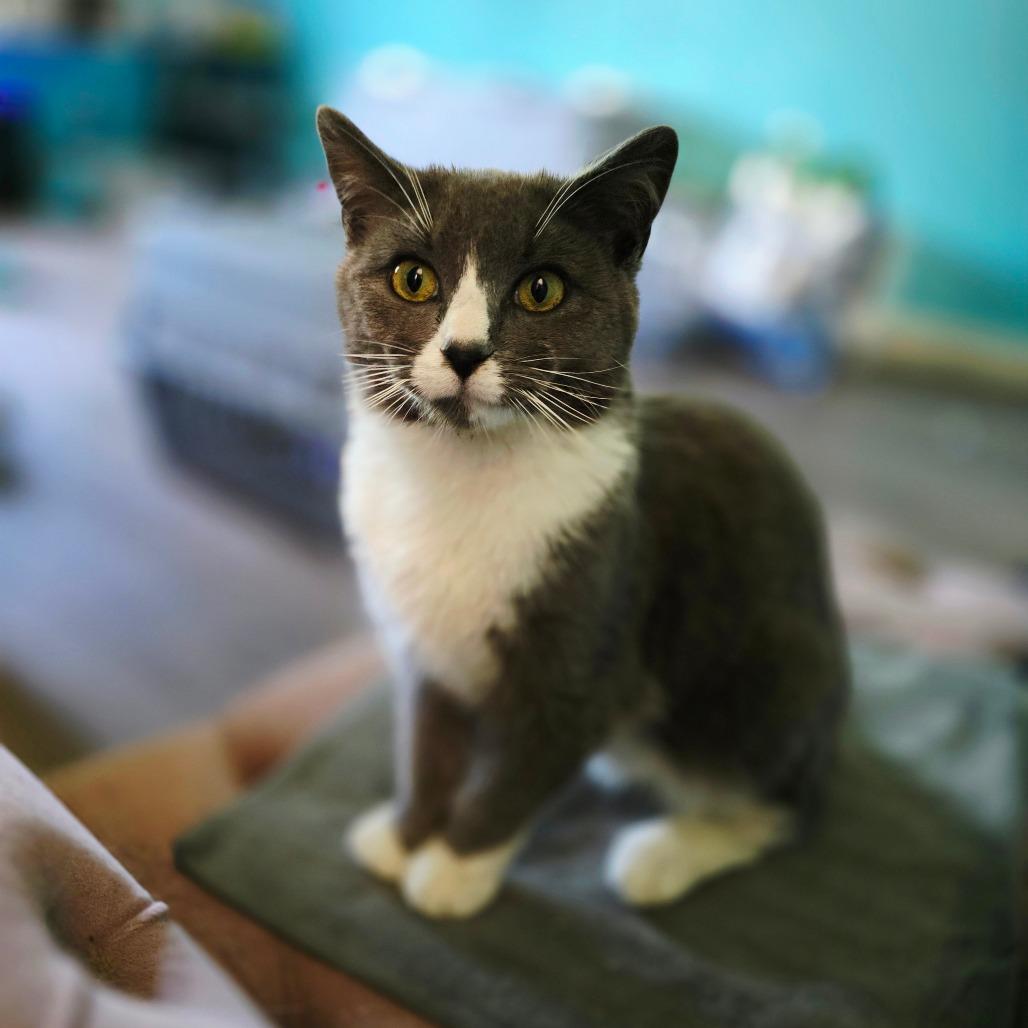 Perry, a Adoptable Domestic Short Hair in Troy, IL image 1/2