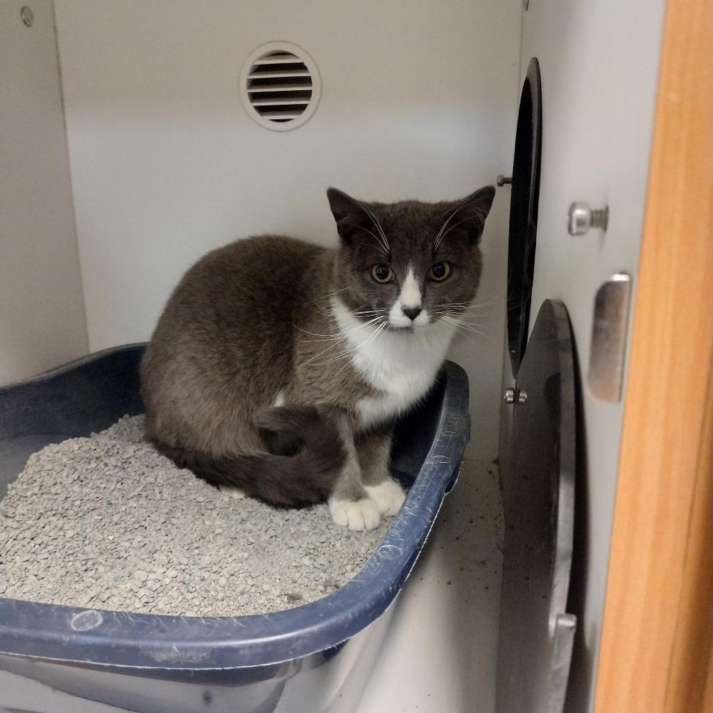 Perry, a Adoptable Domestic Short Hair in Troy, IL image 2/2
