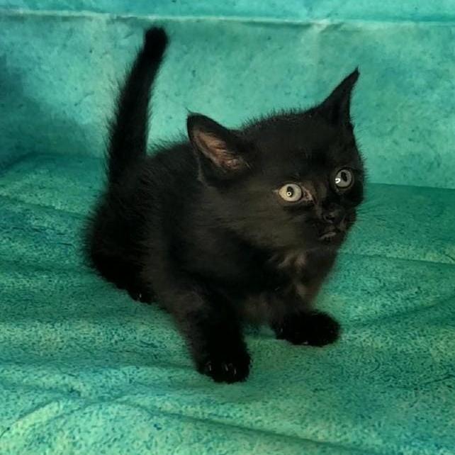 June, Adoptable, Young Female Domestic Medium Hair.