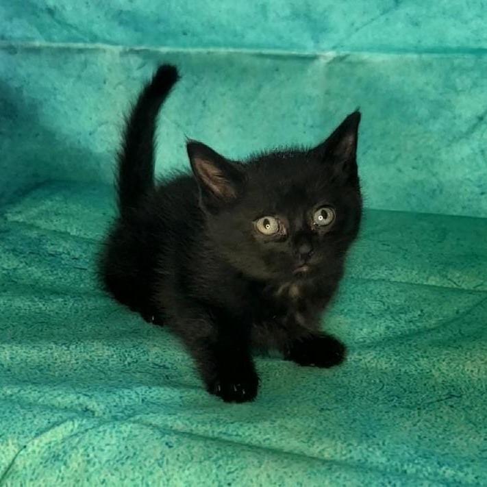 June, a Adoptable Domestic Medium Hair in Sparks, NV image 2/6