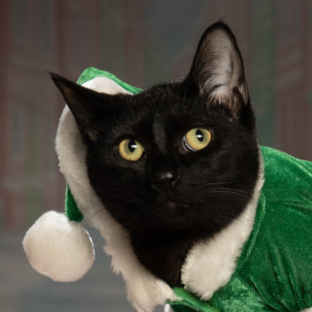 June, a Adoptable Domestic Medium Hair in Sparks, NV image 3/6