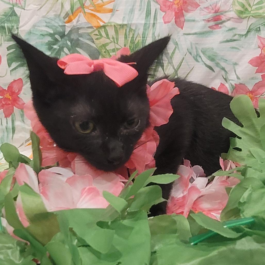 June, a Adoptable Domestic Medium Hair in Sparks, NV image 4/6