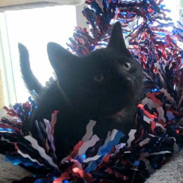 June, a Adoptable Domestic Medium Hair in Sparks, NV image 6/6