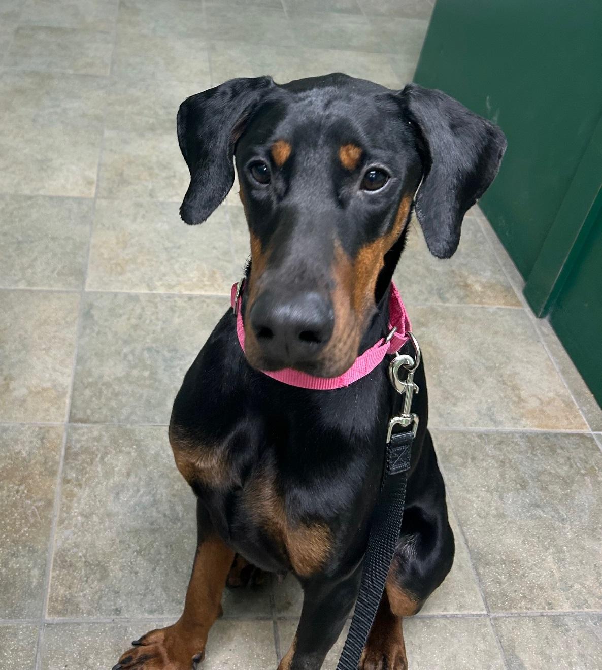 Enlarge Alara, a ADOPTABLE Doberman Pinscher in Arlington, VA image 4/6
