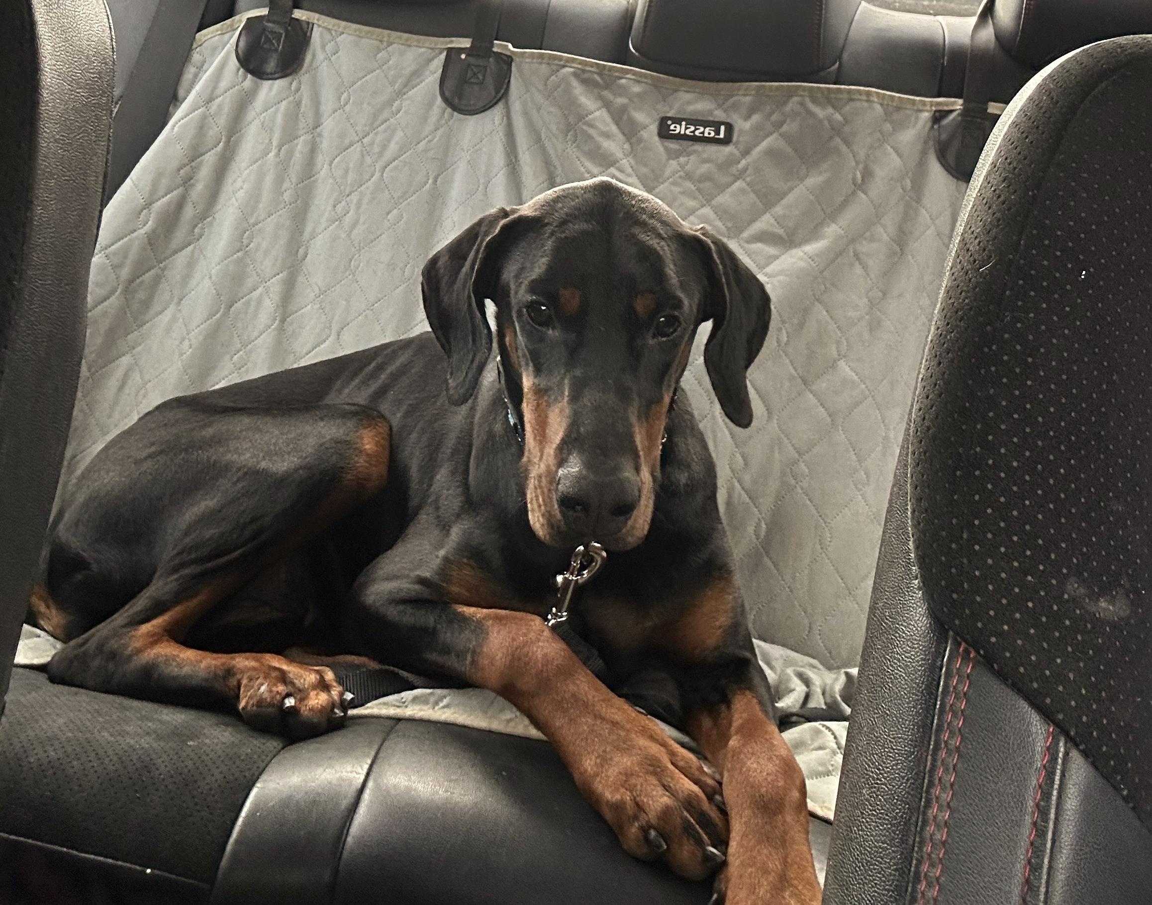 Enlarge Alara, a ADOPTABLE Doberman Pinscher in Arlington, VA image 6/6