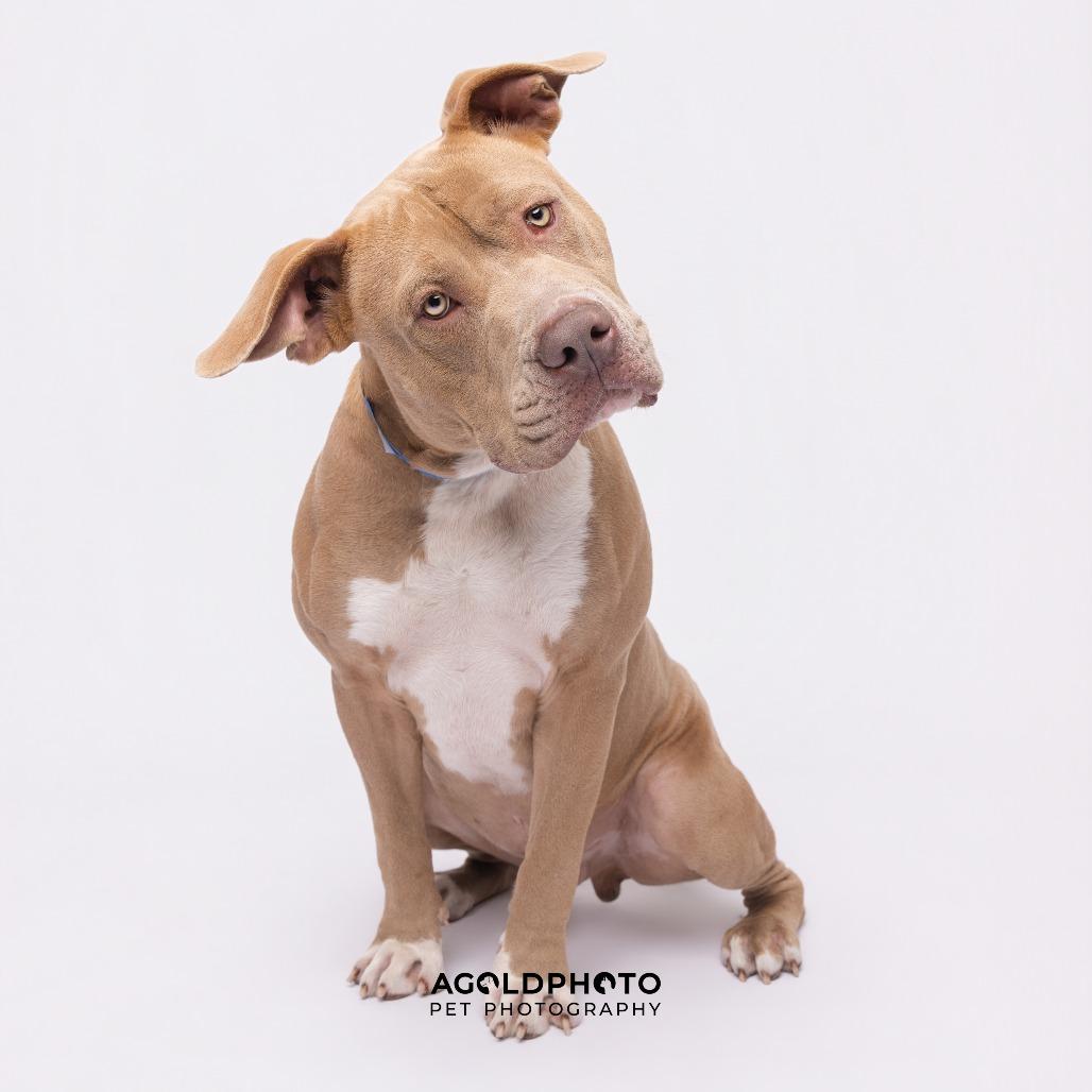 Enlarge Chief, a Adoptable mixed breed in Tampa, FL image 1/6