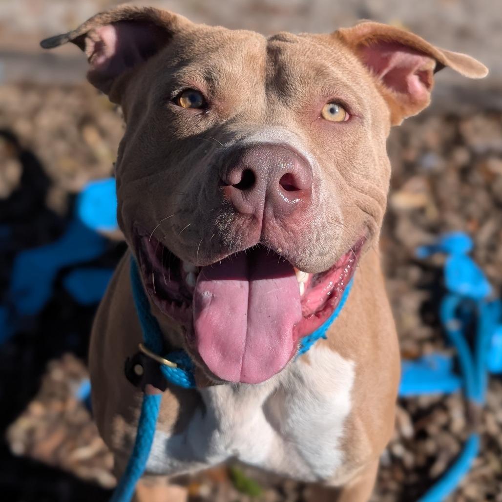 Enlarge Chief, a Adoptable mixed breed in Tampa, FL image 3/6