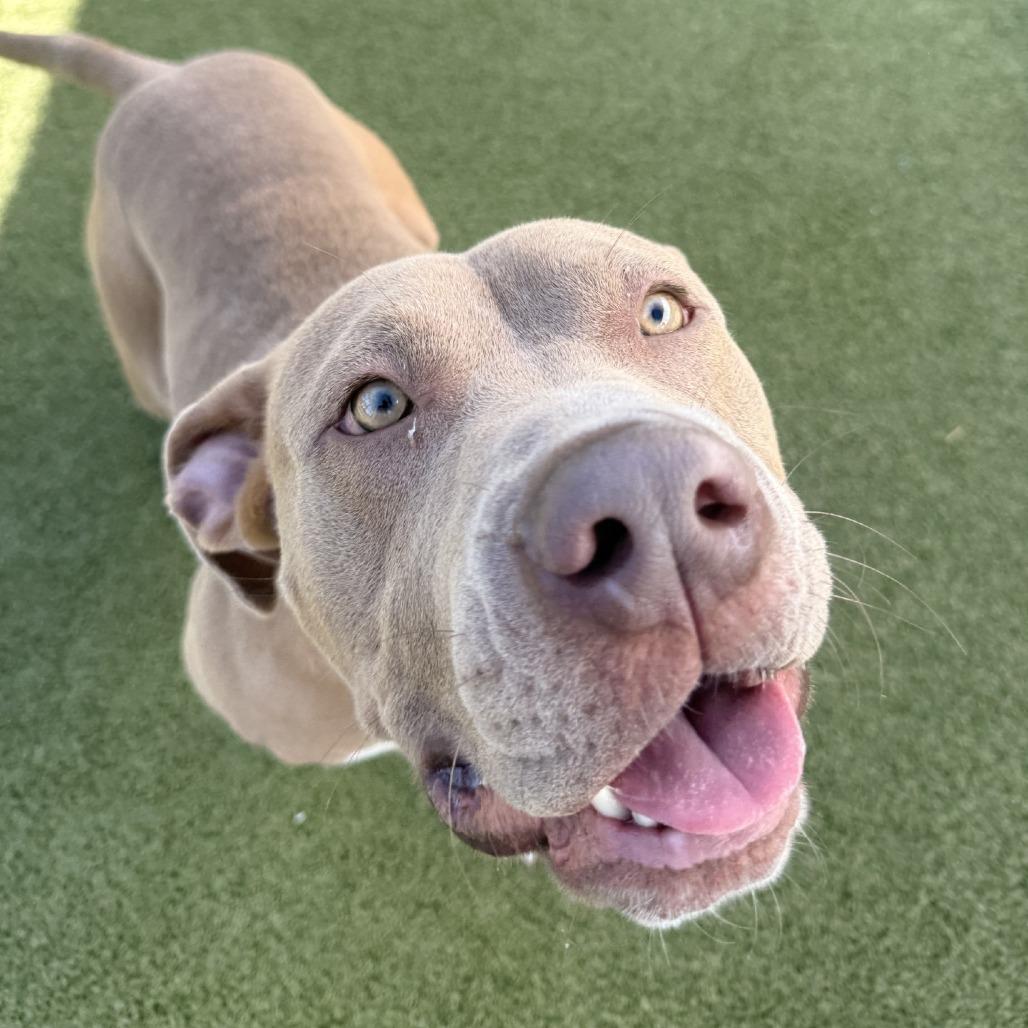 Enlarge Chief, a Adoptable mixed breed in Tampa, FL image 4/6