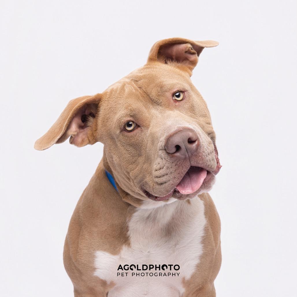 Enlarge Chief, a Adoptable mixed breed in Tampa, FL image 5/6