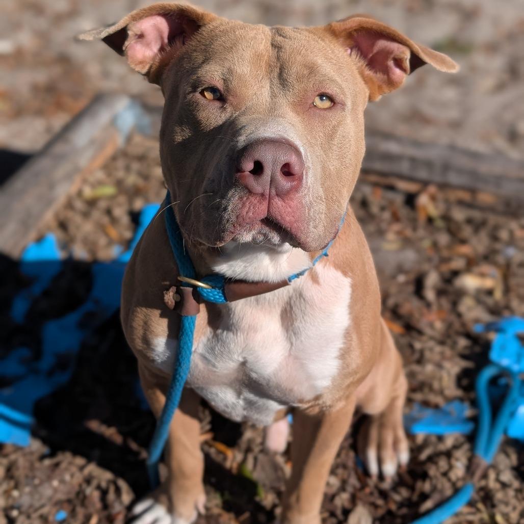 Enlarge Chief, a Adoptable mixed breed in Tampa, FL image 6/6