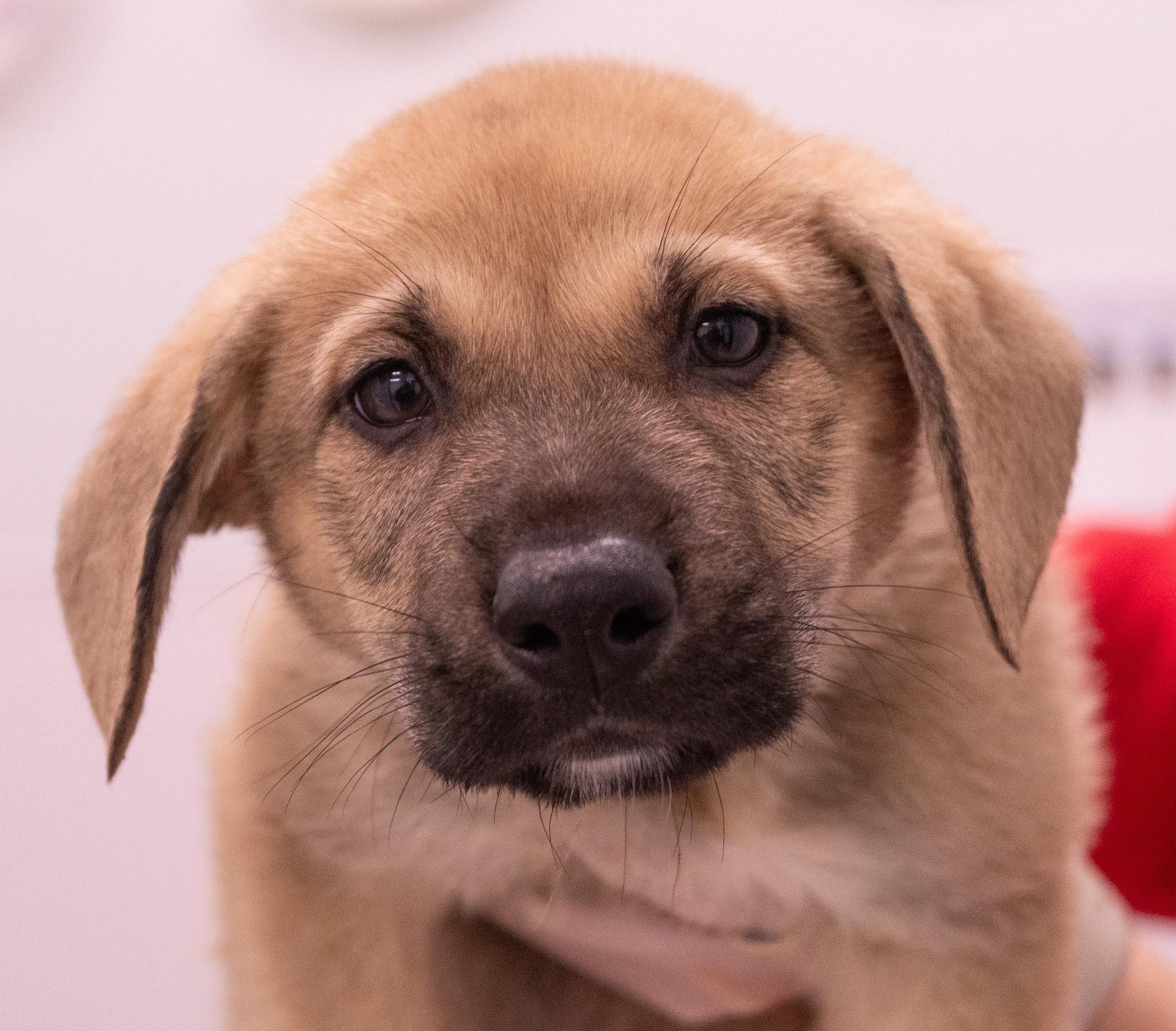 Enlarge Amos, an adoptable mixed breed in Palatine, IL image 6/6