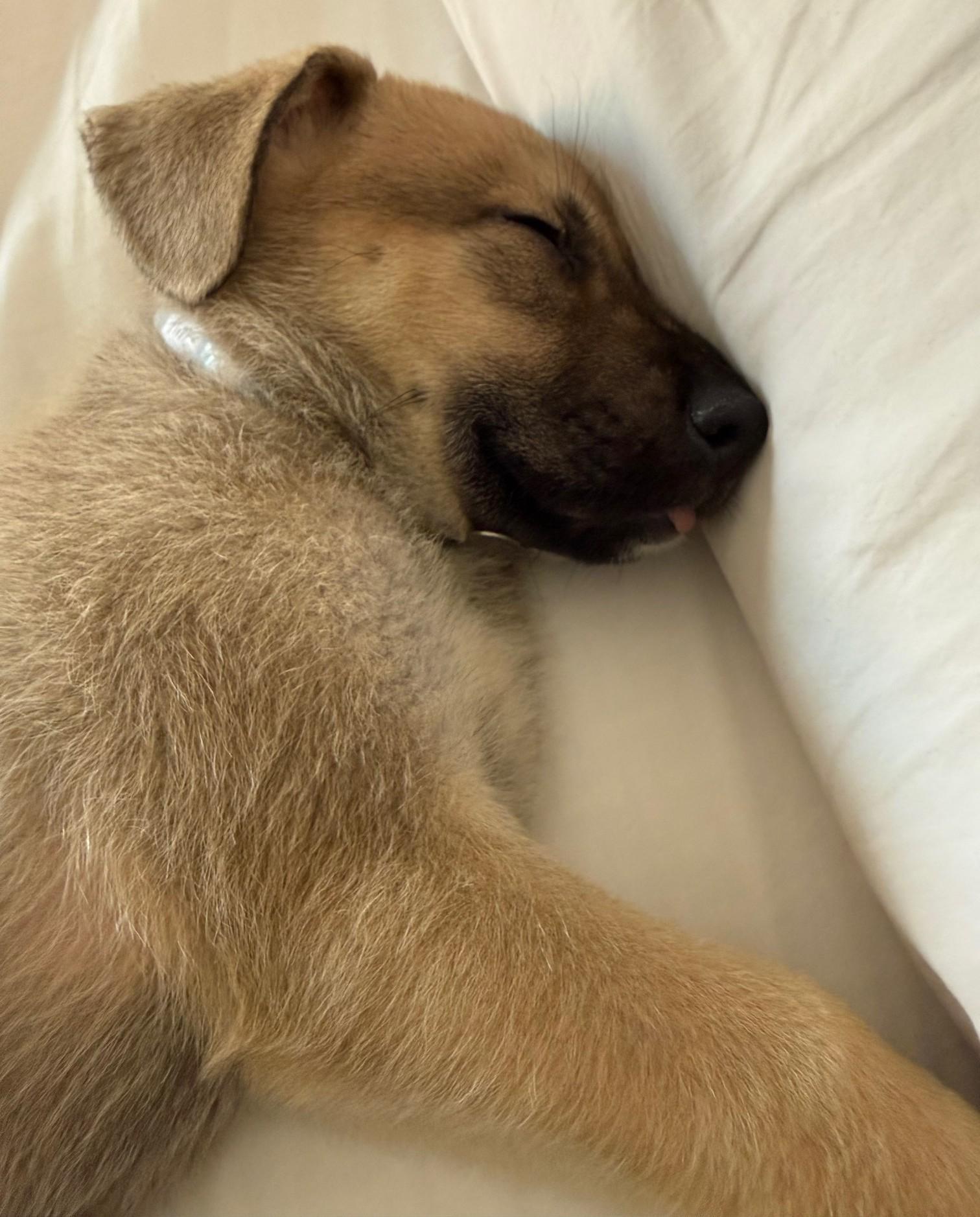 Enlarge Amos, an adoptable mixed breed in Palatine, IL image 2/6