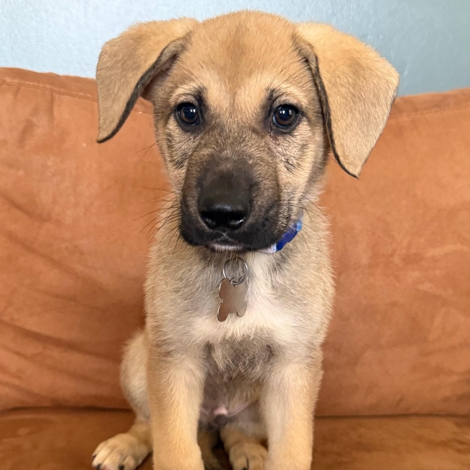 Enlarge Amos, an adoptable mixed breed in Palatine, IL image 1/6