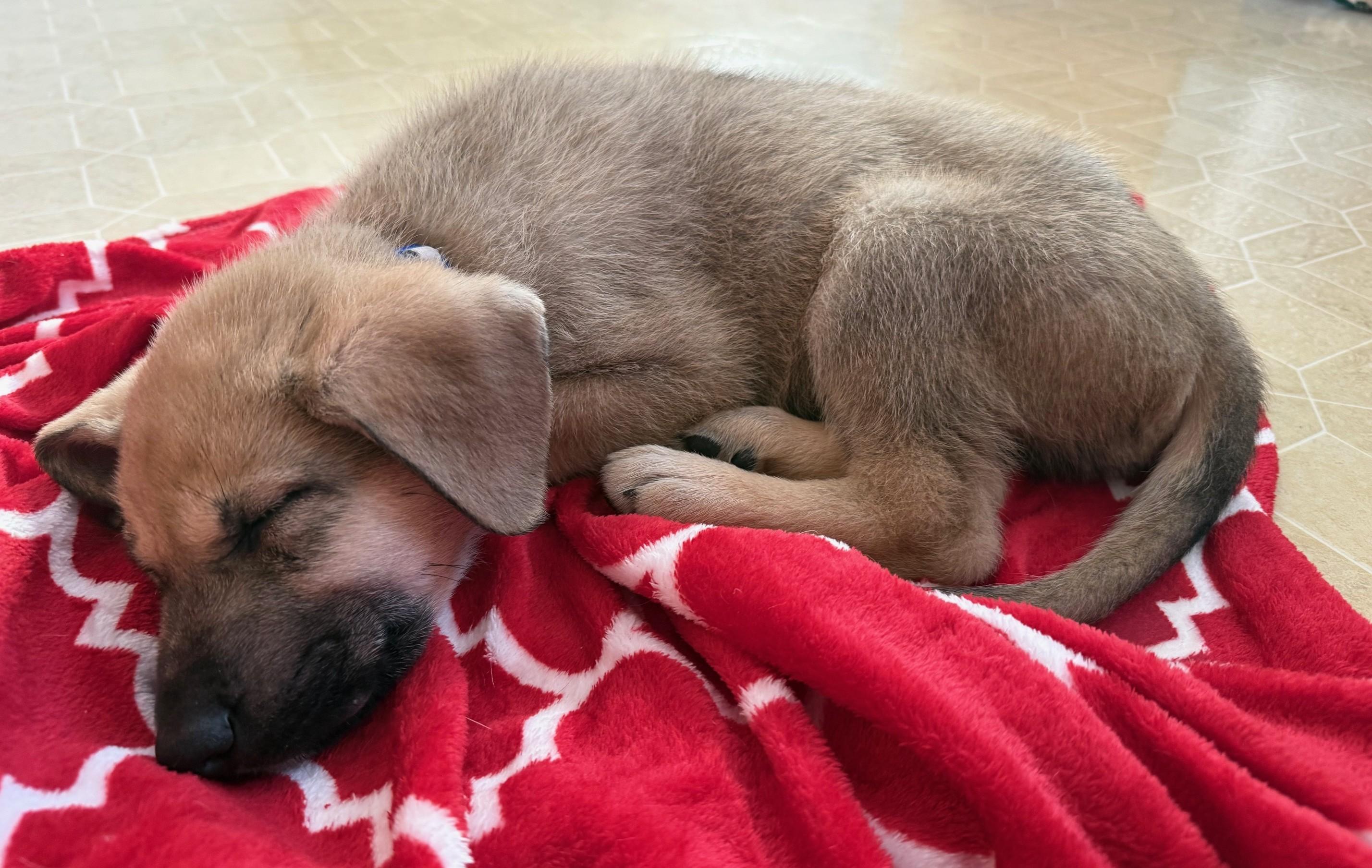 Enlarge Amos, an adoptable mixed breed in Palatine, IL image 3/6