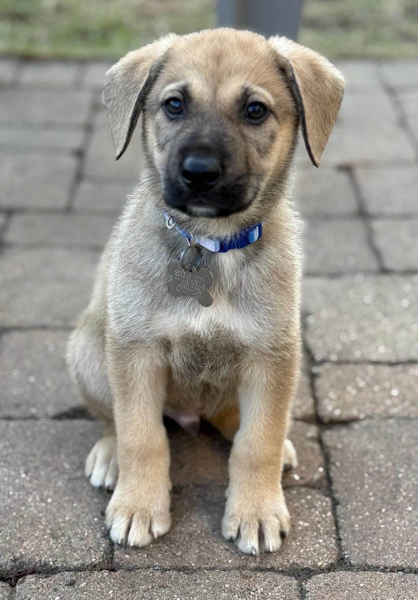 Enlarge Amos, an adoptable mixed breed in Palatine, IL image 4/6
