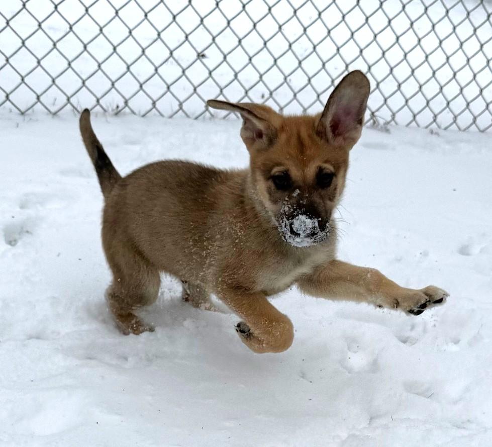 Enlarge Amos, an adoptable mixed breed in Palatine, IL image 5/6