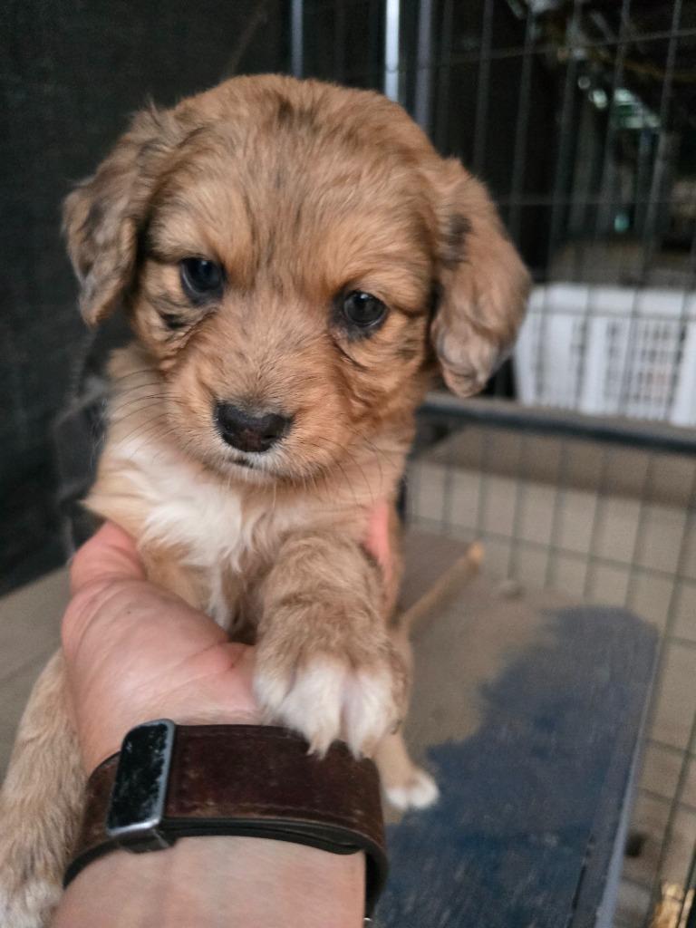Bean Sprout, Adopted, Puppy Female Poodle & Retriever.