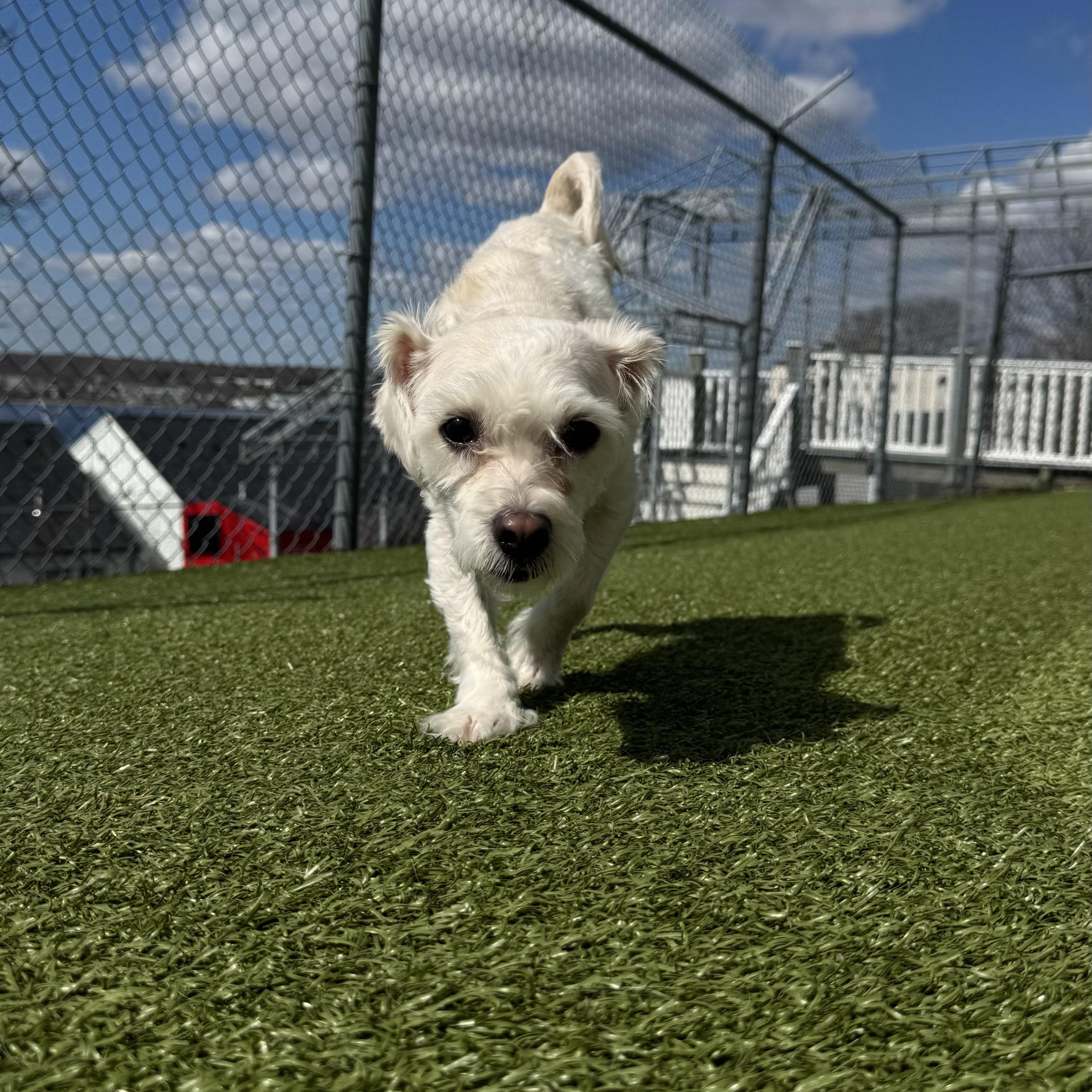 Bueller , ADOPTABLE, Adult Male Bichon Frise.