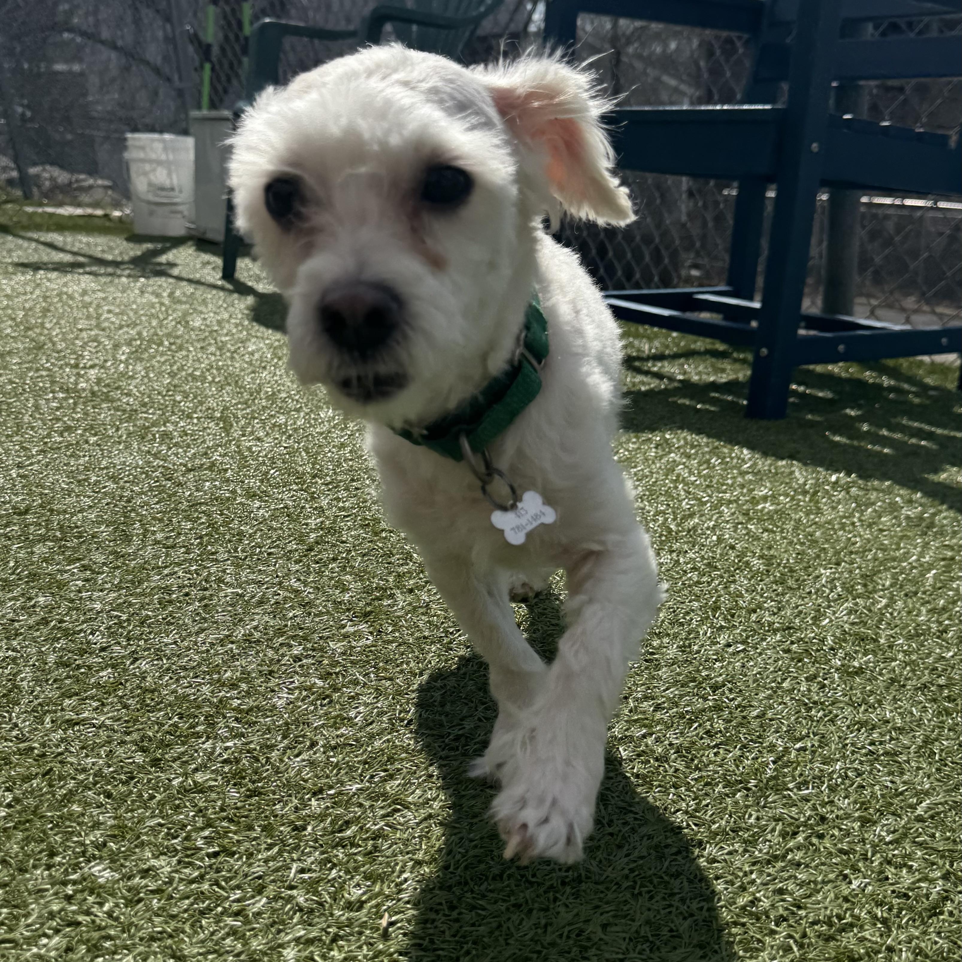 Enlarge Bueller , a ADOPTABLE Bichon Frise in Fall River, MA image 4/5