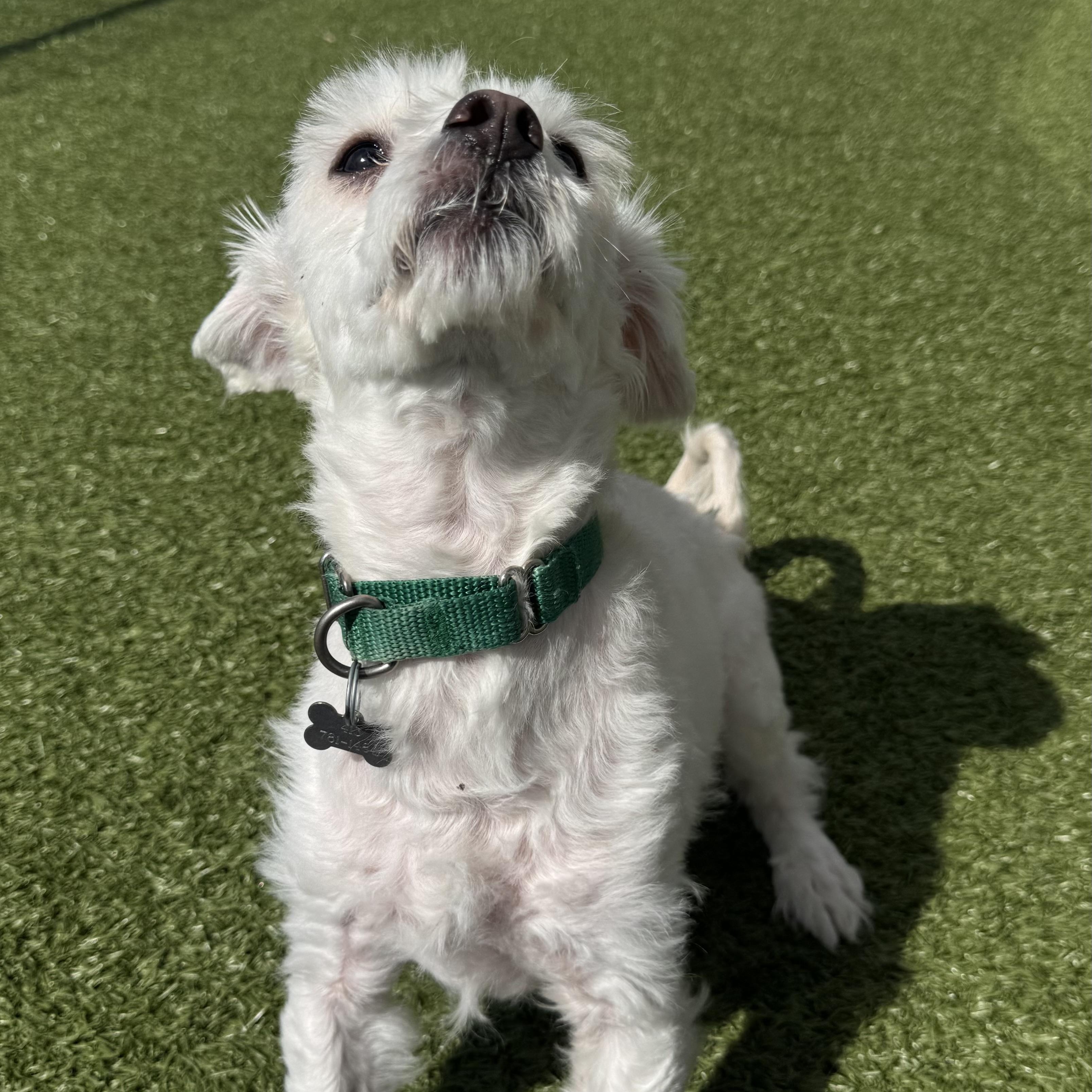 Enlarge Bueller , a ADOPTABLE Bichon Frise in Fall River, MA image 3/5