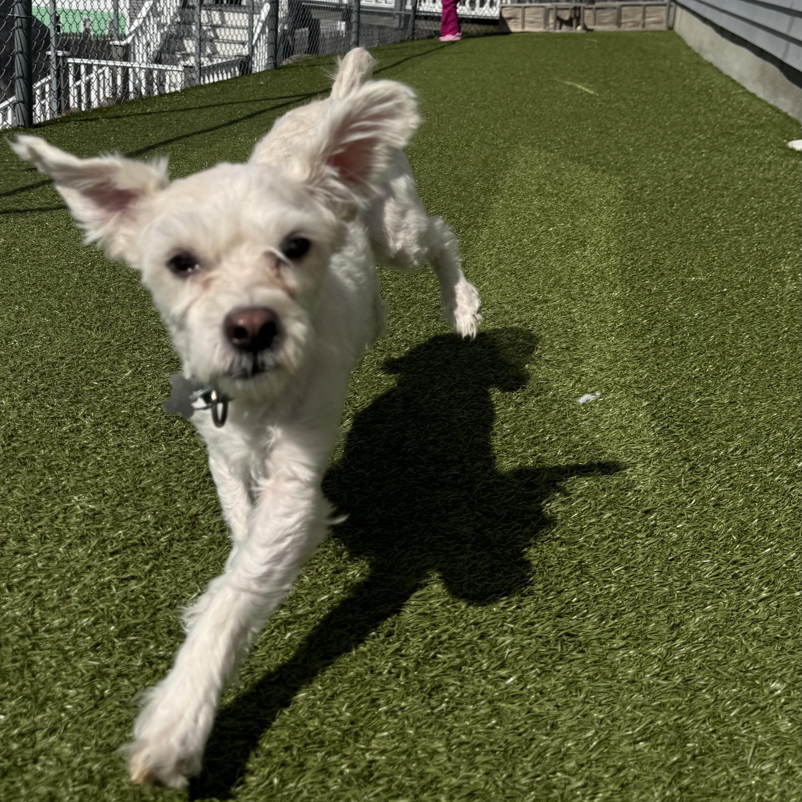 Enlarge Bueller , a ADOPTABLE Bichon Frise in Fall River, MA image 2/5