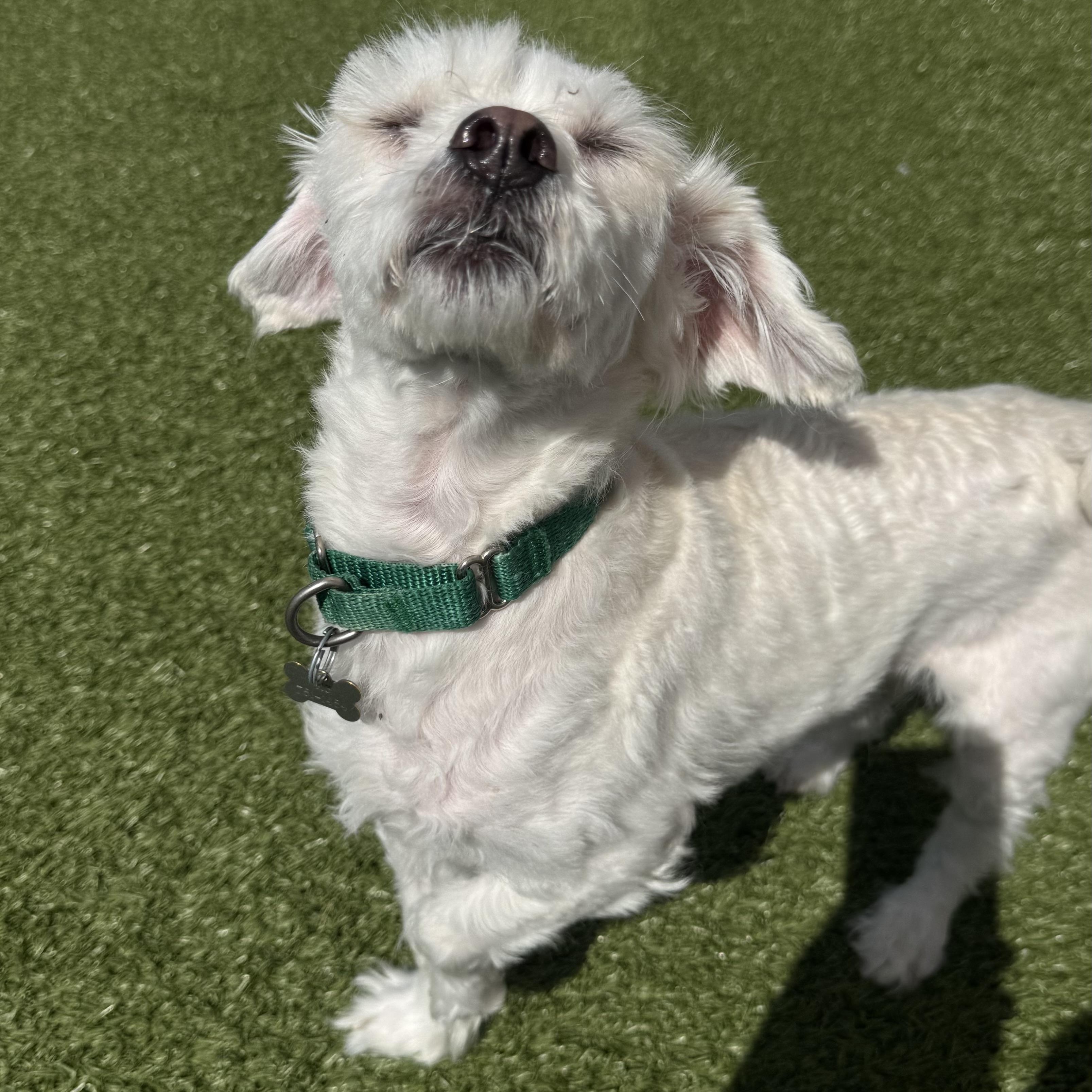 Enlarge Bueller , a ADOPTABLE Bichon Frise in Fall River, MA image 5/5