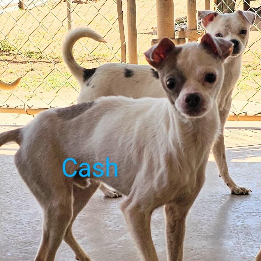 Cash — thumbnail 2