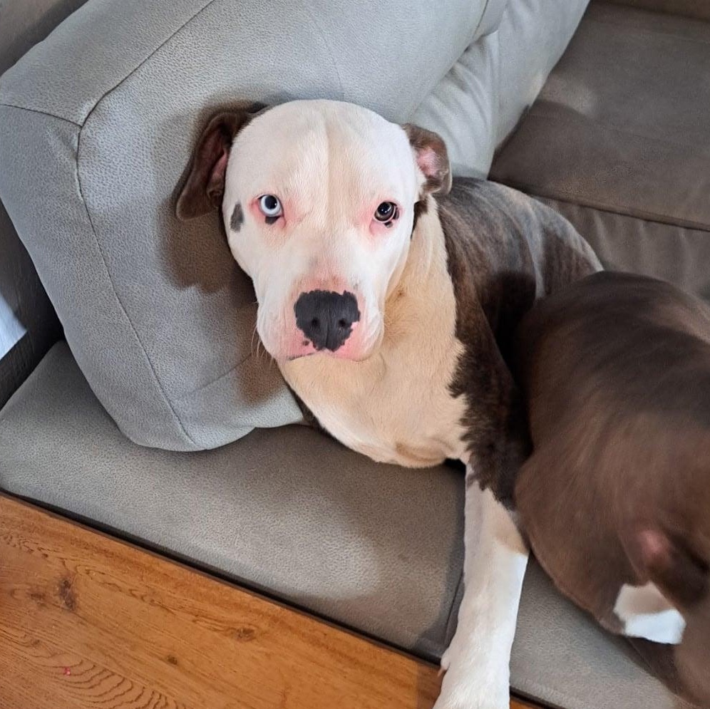 Marshmallow, Adoptable, Young Male Terrier.