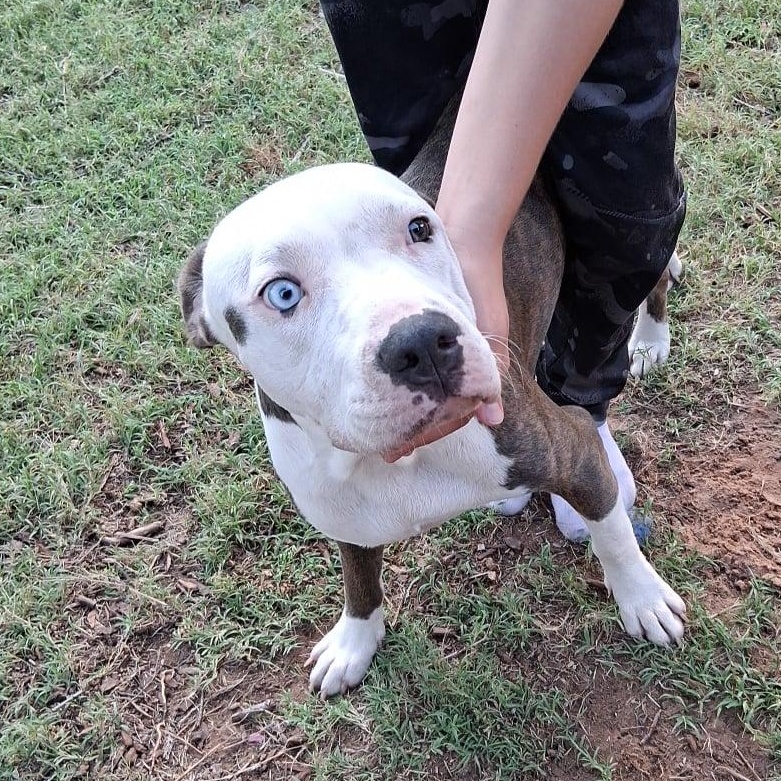 Enlarge Marshmallow, a Adoptable mixed breed in Yukon, OK image 2/3