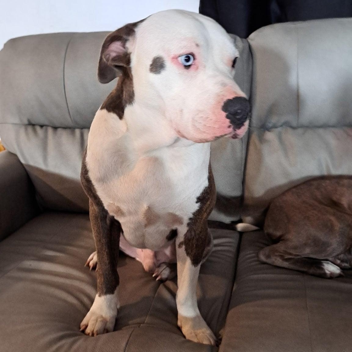 Enlarge Marshmallow, a Adoptable mixed breed in Yukon, OK image 3/3