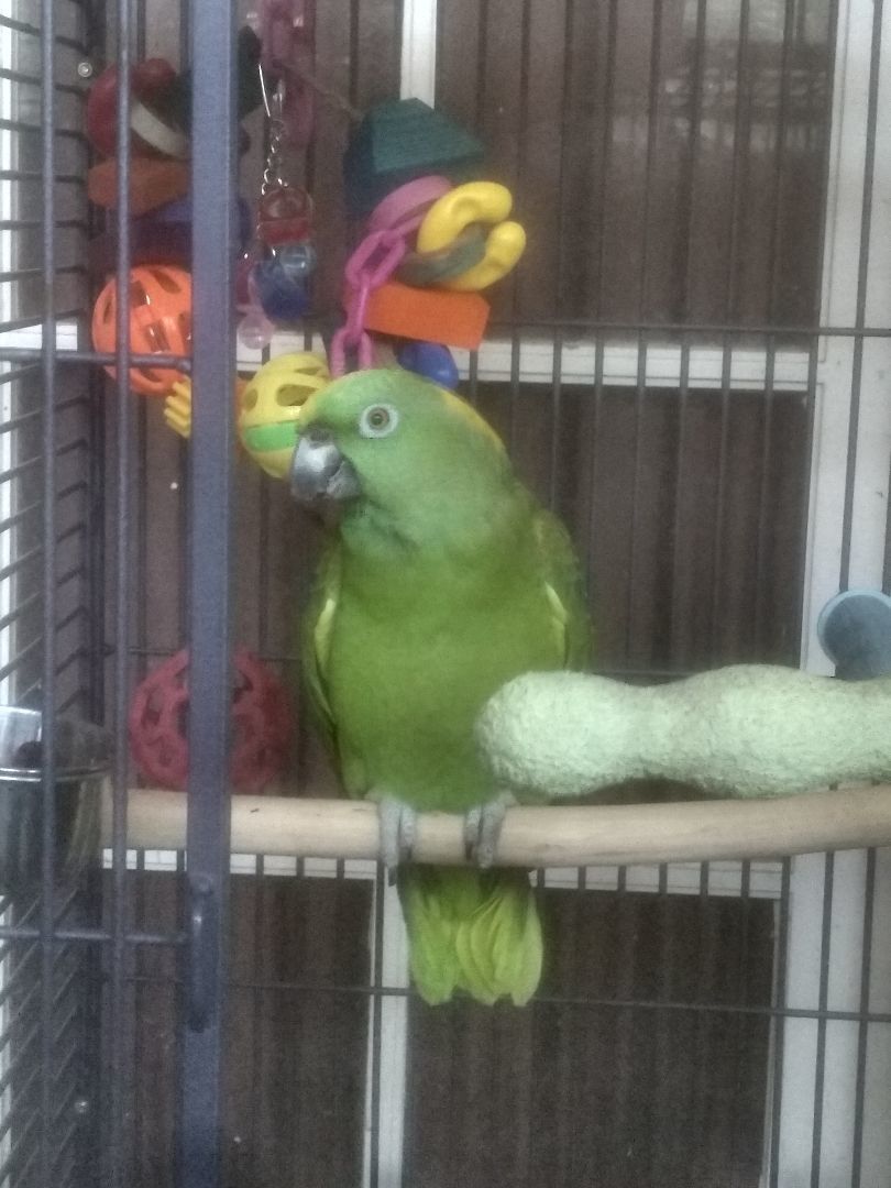 Bree, an adoptable Amazon in Salt Lake City, UT_image-1