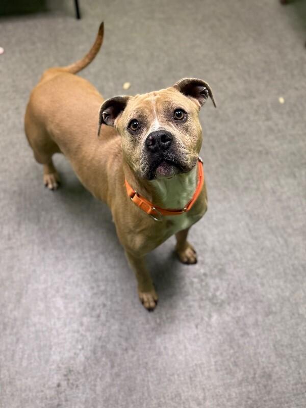 Justice, Adoptable, Adult Female Mixed Breed.