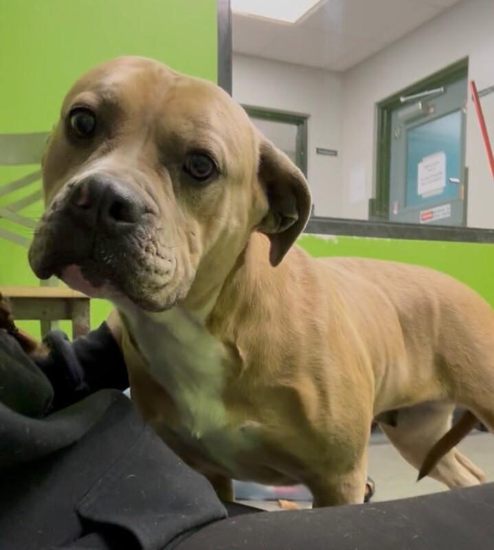 Justice, Adoptable, Adult Female Mixed Breed.