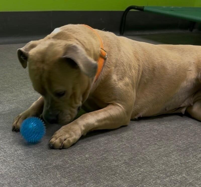 Enlarge Justice, a Adoptable Mixed Breed in Osseo, MI image 3/6