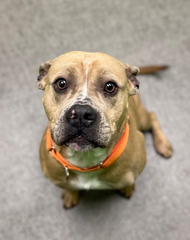 Enlarge Justice, a Adoptable Mixed Breed in Osseo, MI image 4/6